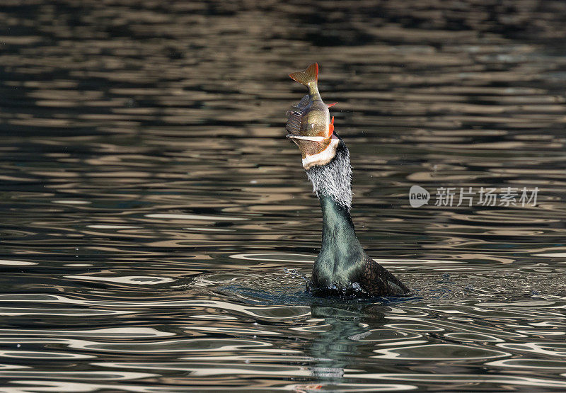 成功捕捉到大鸬鹚(Phalacrocorax carbo)